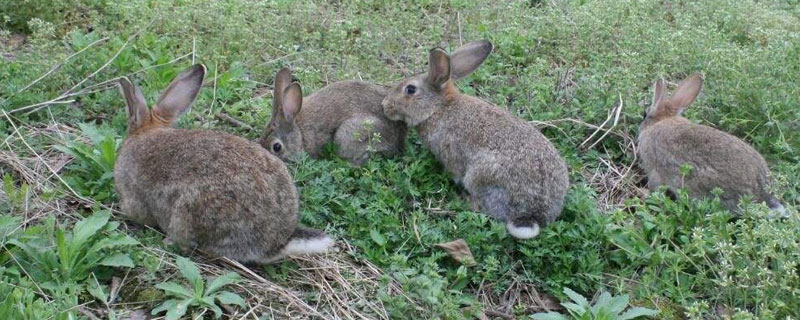 从哪里引进思麻兔（思麻兔的养殖与利润）