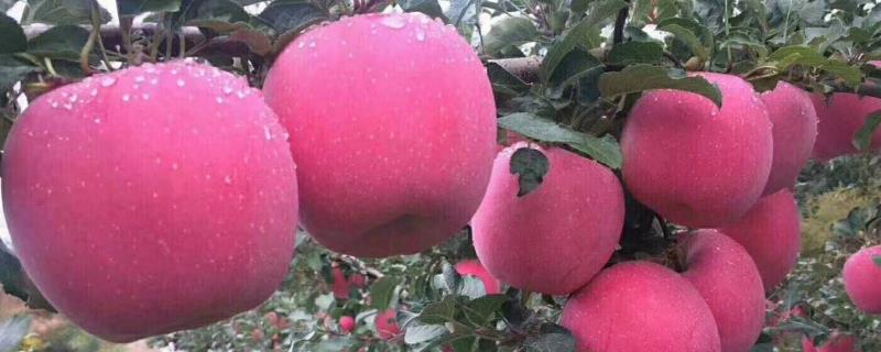 苹果里面发霉了还能吃吗,如果外面果子是好的能吃吗?