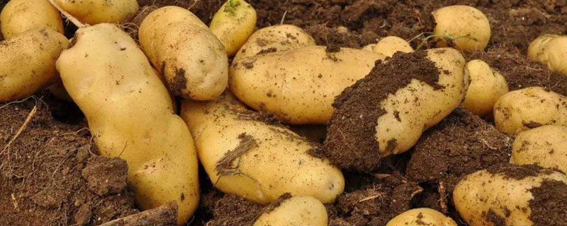 河南土豆产地（河南土豆产地在哪里）