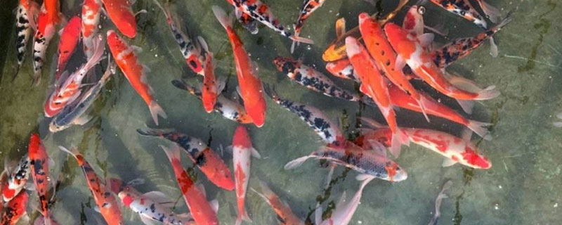 锦鲤养殖方法（锦鲤的养殖方法）