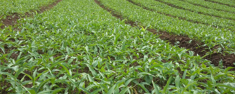 半夏种植难度（半夏的种植技术）