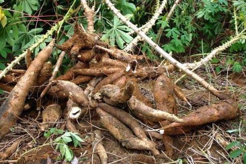 木薯变黑还能吃吗?变黑的原因是什么?