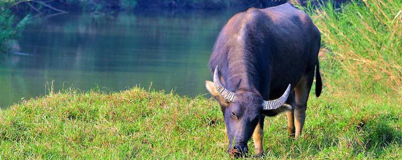 现在养牛挣钱吗(养牛挣钱吗还是养羊挣钱?)
