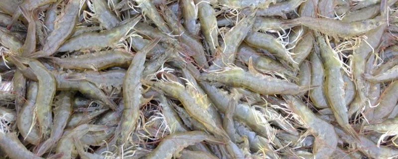 南美白对虾养殖特性 南美白对虾养殖的有利条件