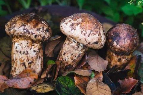 种植松茸一亩多少成本,市场价格多少,种植松茸和野生松茸区别