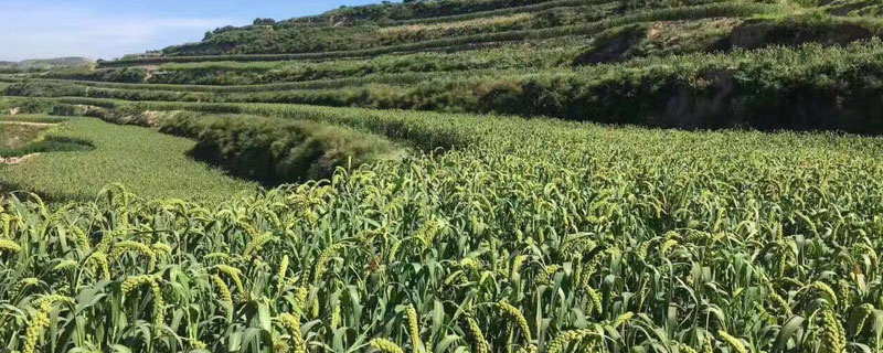 山西种植什么农作物（山西种植什么农作物性价比最高）