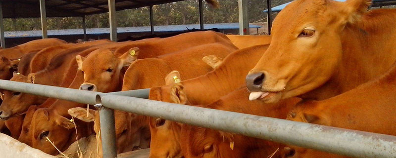 哪里有肉牛养殖场 哪里有肉牛养殖场厂家