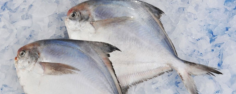 白鲳鱼是海鱼吗（白鲳鱼是海里的吗）