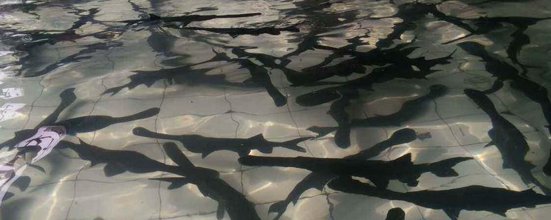 鸭嘴鱼的养殖条件(鸭嘴鱼养殖技术和条件)