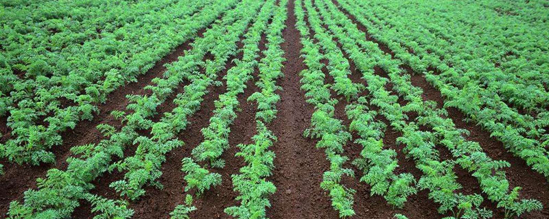 秋季种植什么 秋季种植什么花最好