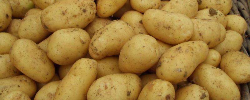 土豆放冰箱变黑色还能吃吗（土豆放冰箱变成黑色的还能吃么）