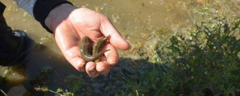 水蛭好养吗（水蛭好养吗能用井水养吗）