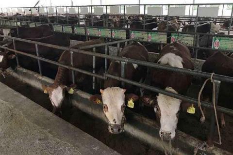 现在养牛挣钱吗?养十头牛需要投资多少?