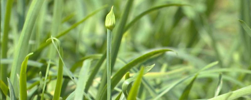 林下种植耐阴蔬菜（北方林下种植耐阴蔬菜）