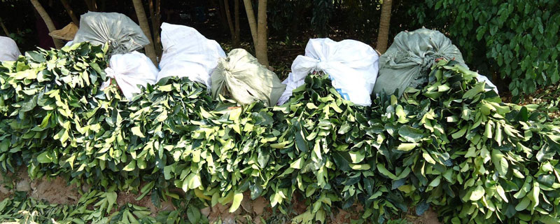 卖树苗去哪个网站 卖树苗去哪个网站免费