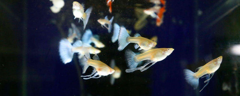 孔雀鱼的特点（孔雀鱼的特点描写）