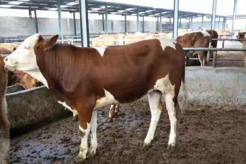 现在养牛挣钱吗?养十头牛需要投资多少?