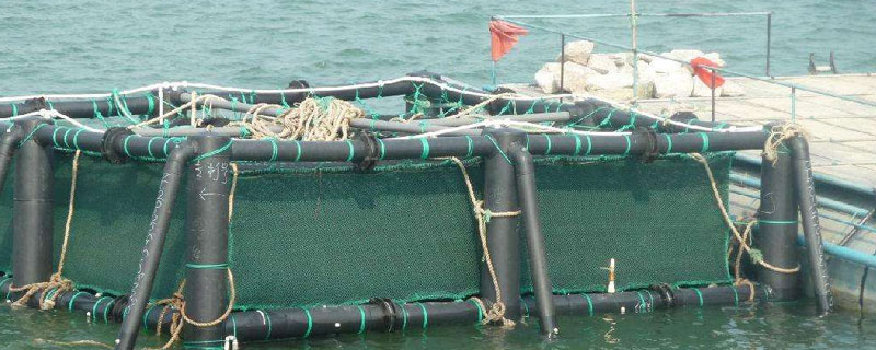 网箱养海参的利润 海参网箱养殖技术要点