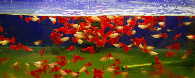 孔雀鱼养殖密度 孔雀鱼养殖密度多大合适