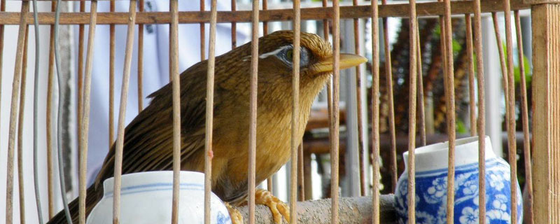 画眉怎么养熟透 新手怎样养画眉