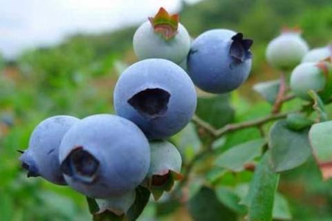 大棚蓝莓种植挣钱吗,附大棚蓝莓种植技术和管理