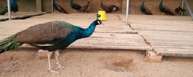 养孔雀的利润与成本（养孔雀赚钱吗）