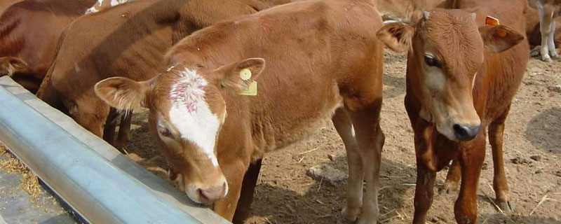 牛和羊养殖哪个利润高（养牛和养羊哪个利润高）