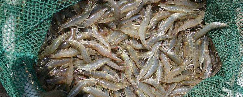 南美白对虾的生长周期 南美白对虾生长速度表