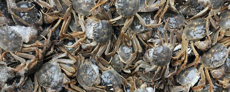 河蟹养殖周期 河蟹养殖周期小龙虾生长周期