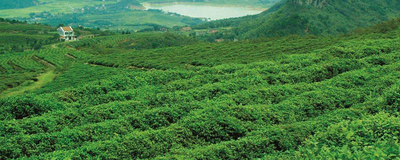 农村种植好项目，5个项目分析（农村种植业致富项目推荐）