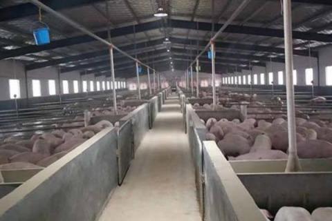 养猪这活对身体有害吗,有哪些危害?