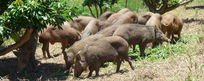 北方养殖好项目（北方家庭养殖好项目有哪些）