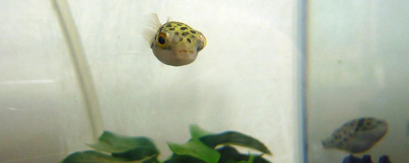 养河豚适合多大的缸（观赏河豚一个缸适合养几只）