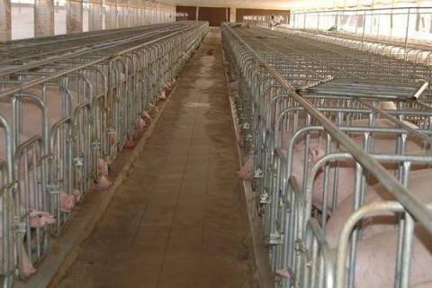 养猪这活对身体有害吗,有哪些危害?