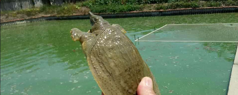 养甲鱼水要多深(在家养甲鱼水要多深)