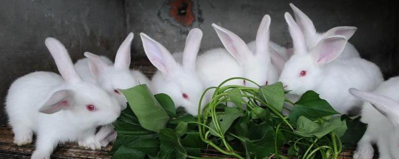 养兔的利润与成本,10只母兔一年能挣多少