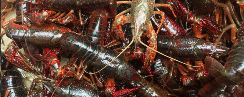 养小龙虾的风险（养小龙虾的风险在哪里）