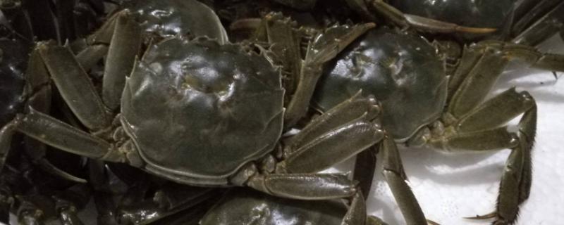 大闸蟹配什么菜和主食吃比较好（大闸蟹配什么菜和主食吃比较好吃）