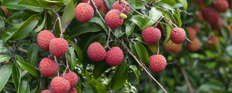 适合南方种植的果树（适合南方种植的果树苗）