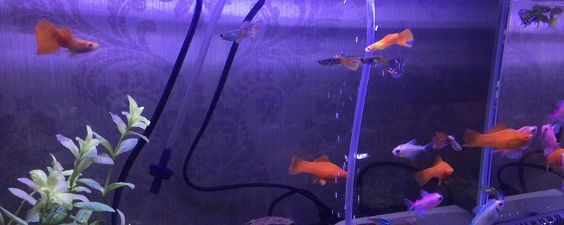 养孔雀鱼用放盐吗(养孔雀鱼水里用放盐吗)