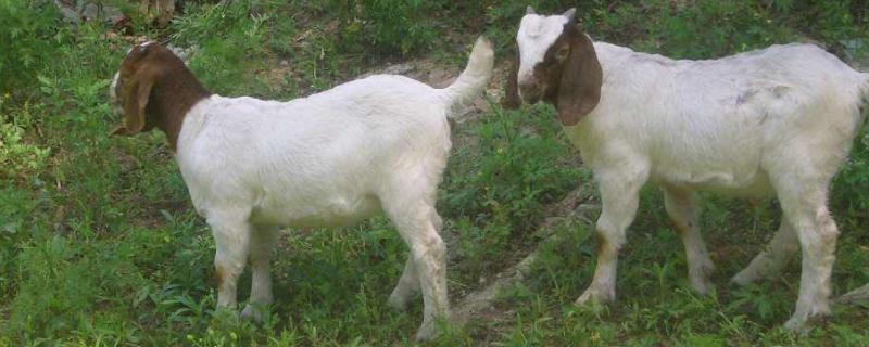 哪里小尾寒羊便宜,在中国的主要产地是哪里