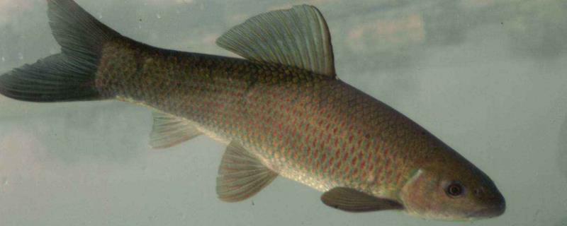 青鱼为什么比草鱼贵 青鱼为什么比草鱼鲤鱼力气大