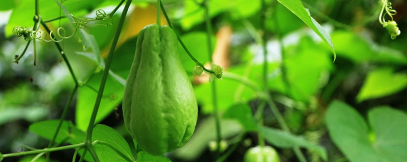 特种种植好项目有哪些 山地搞特种种植什么项目好?