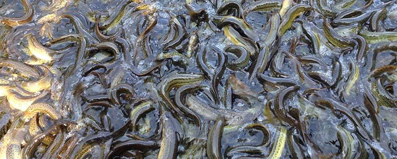 北方适合养殖的项目 北方种植养殖项目