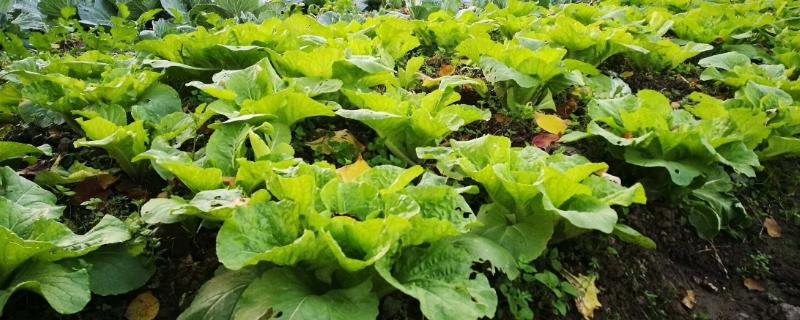 菜地除草不伤菜用什么方法 菜地的草有什么办法除草