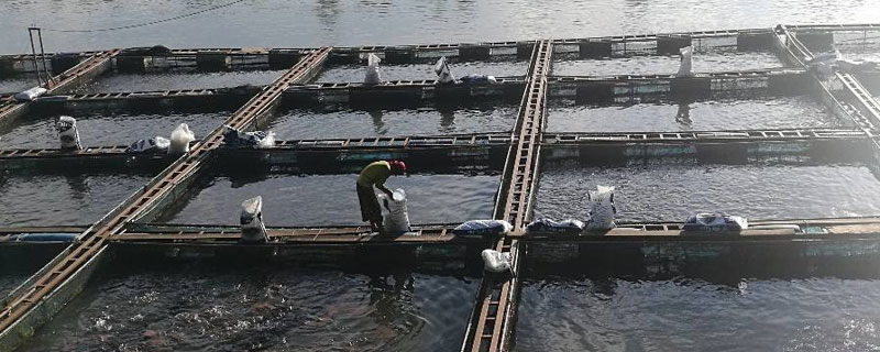 养罗非鱼水深多少适合（罗非鱼养殖水深）