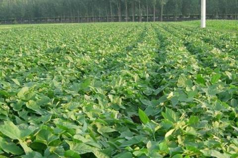 20亩红薯利润多少?成本多少?风险大吗?