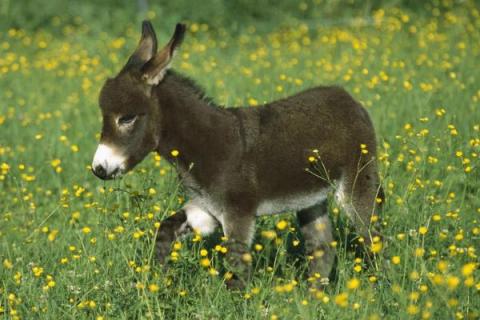 养驴挣钱为什么没人养，养5头驴的利润与成本