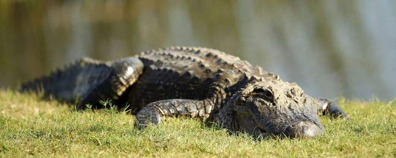 鳄鱼养殖有什么政策(鳄鱼养殖的条件)