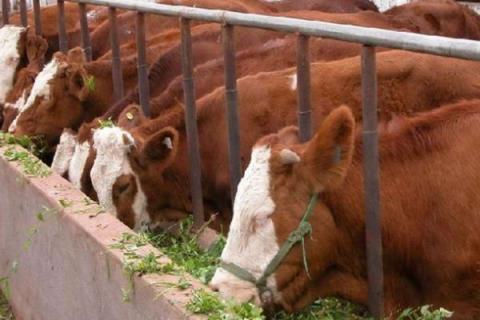 现在养牛挣钱吗?养十头牛需要投资多少?